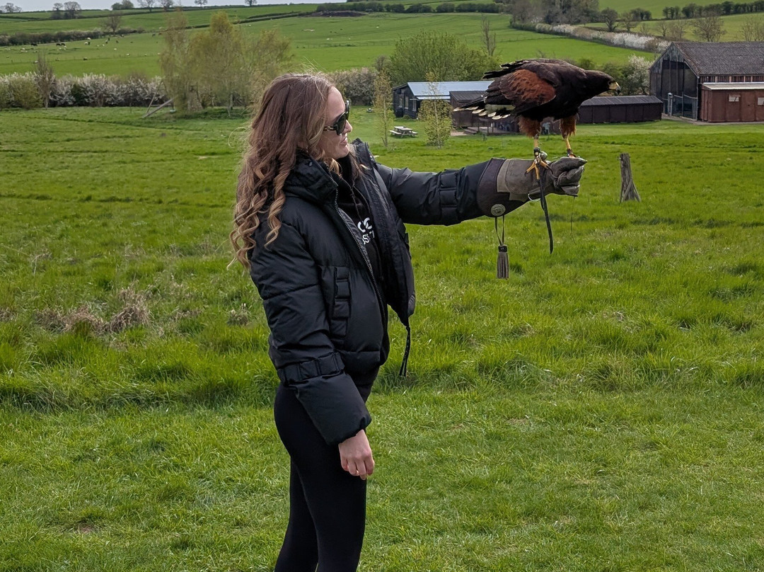 Bird on the Hand Falconry Experiences-Church Langton必去景点