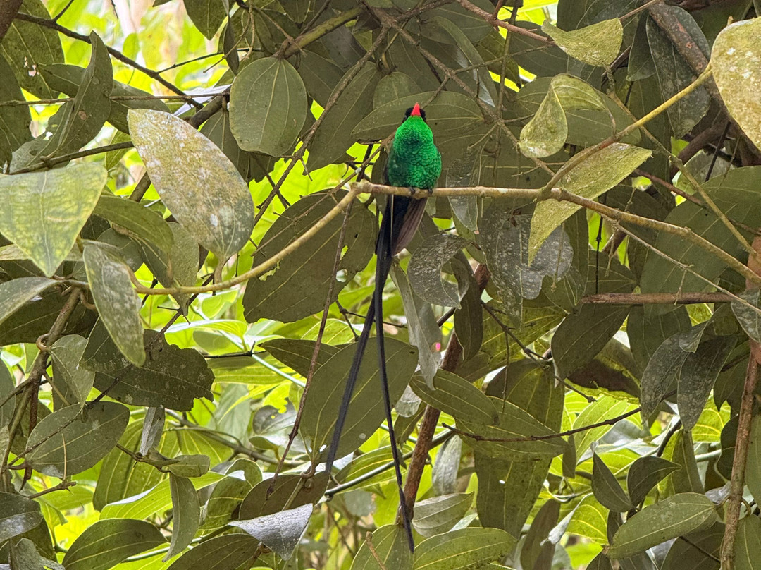 Sun Valley Plantation Hummingbird Garden-奥乔里奥斯必去景点
