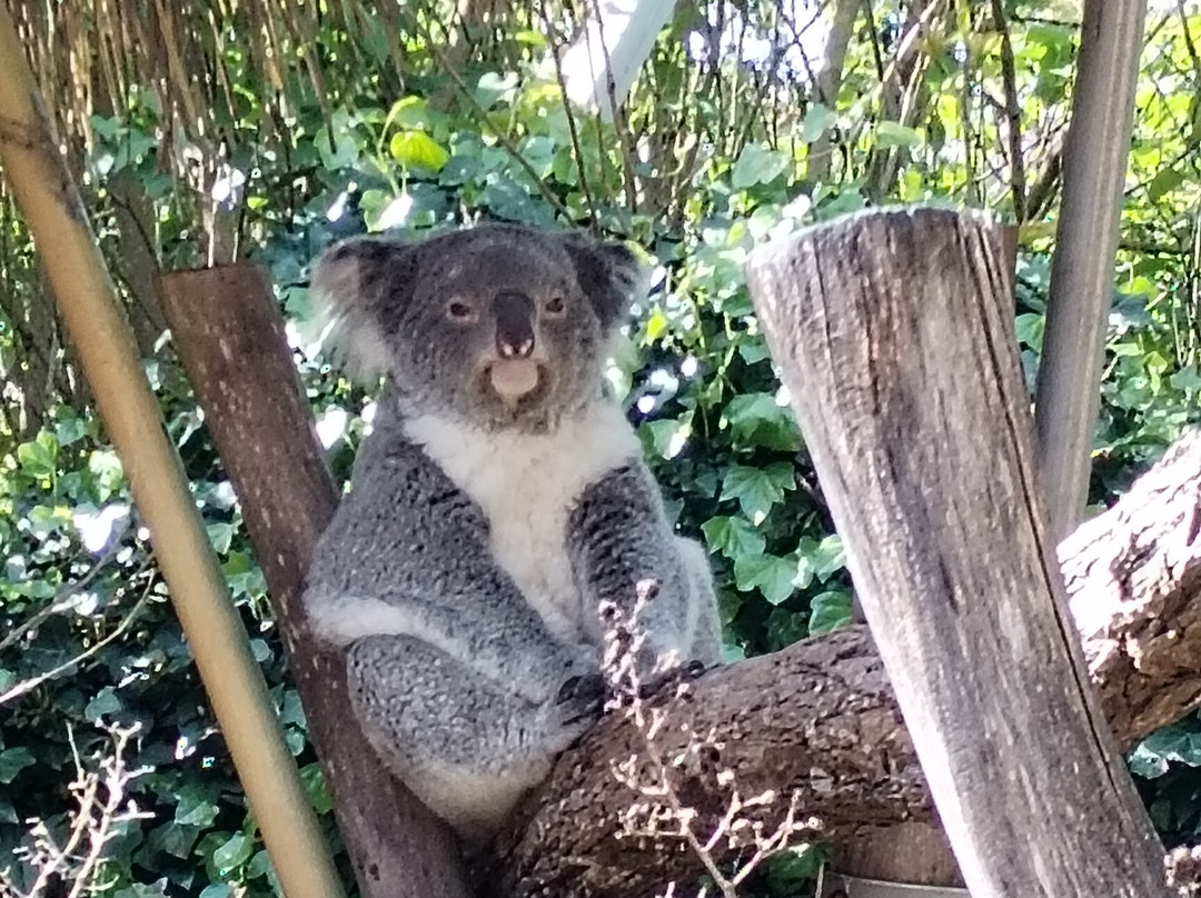 ZooParc de Beauval-圣艾尼昂必去景点