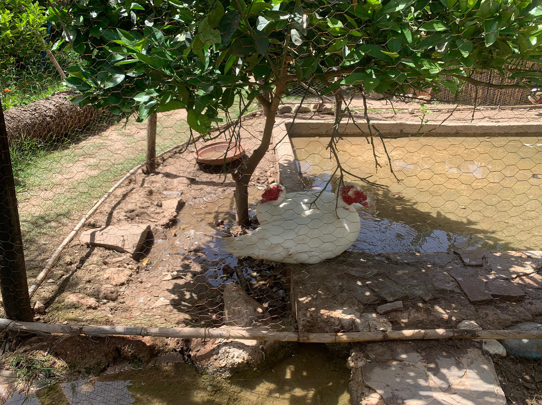 Oasis de Tiout主图