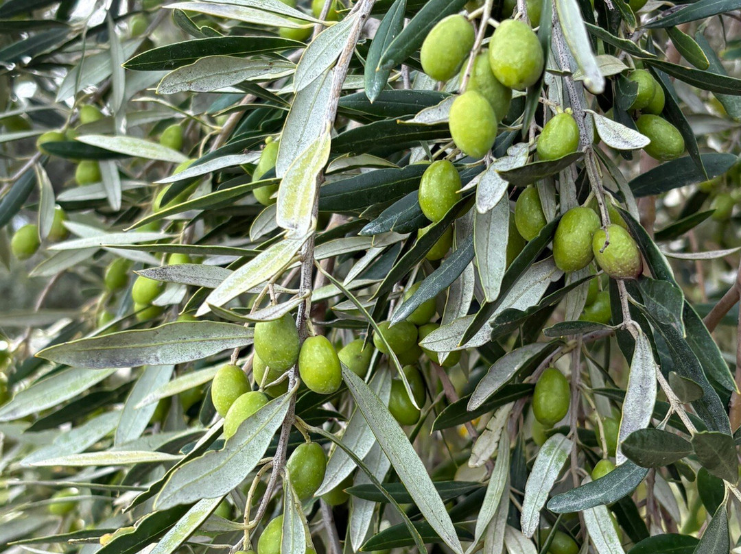 Terrace Edge Vineyard & Olive Grove-Waipara必去景点