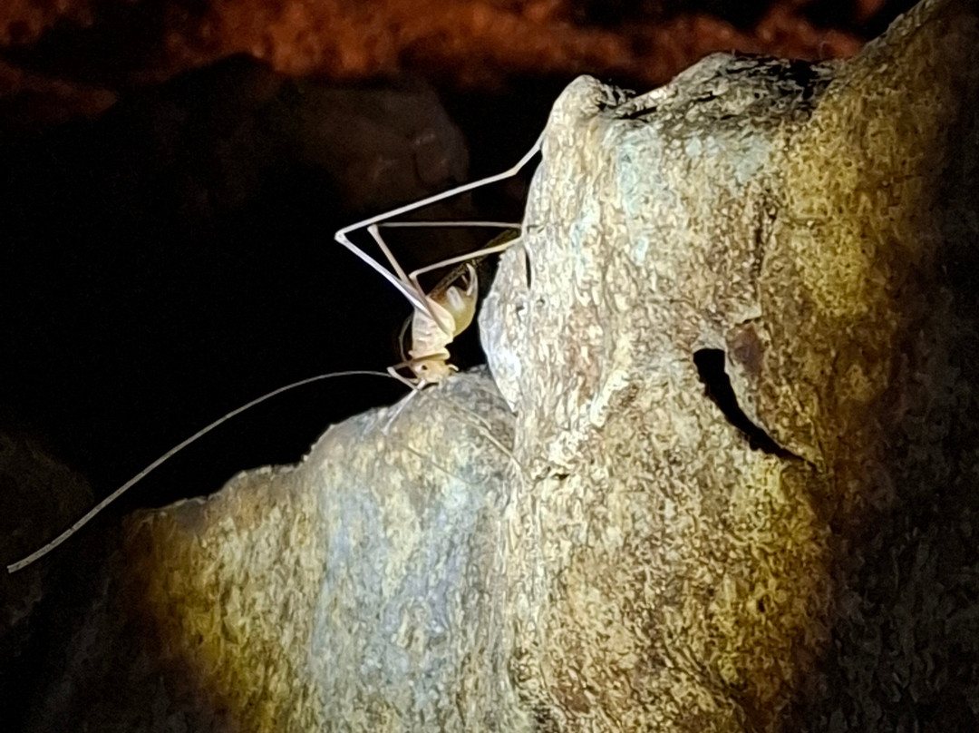 Kapsia Cave-Kapsas必去景点