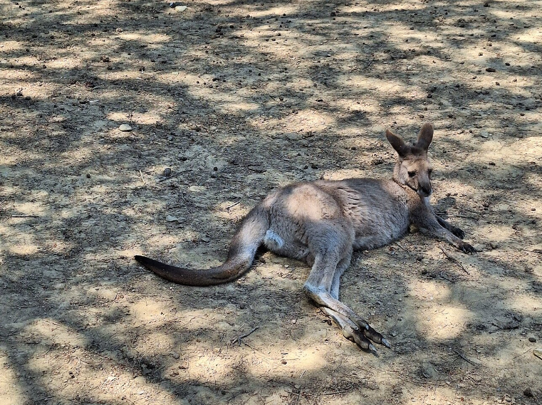 Le Parc Australien-卡尔卡松必去景点
