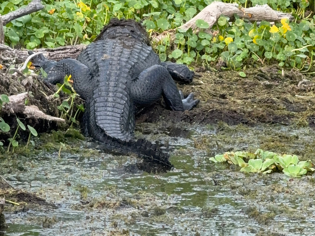 Tom and Jerry's Airboat Tours-Lake Panasoffkee必去景点