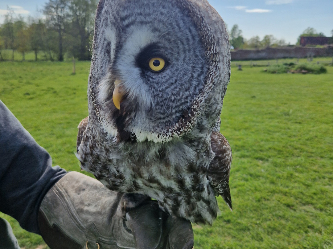 UK Owl And Raptor Centre-Groombridge必去景点