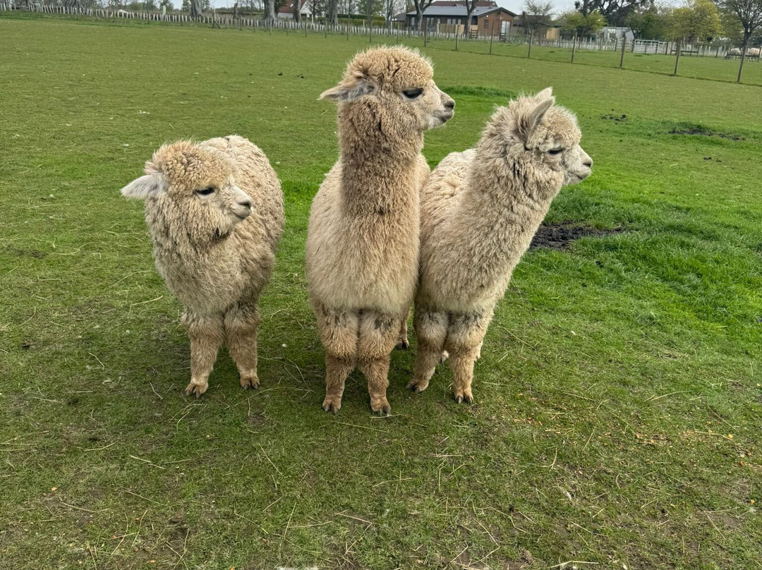 Bowbridge Alpacas Scotland-Peat Inn必去景点