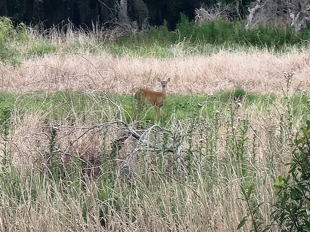 Myakka River State Park-萨拉索塔必去景点