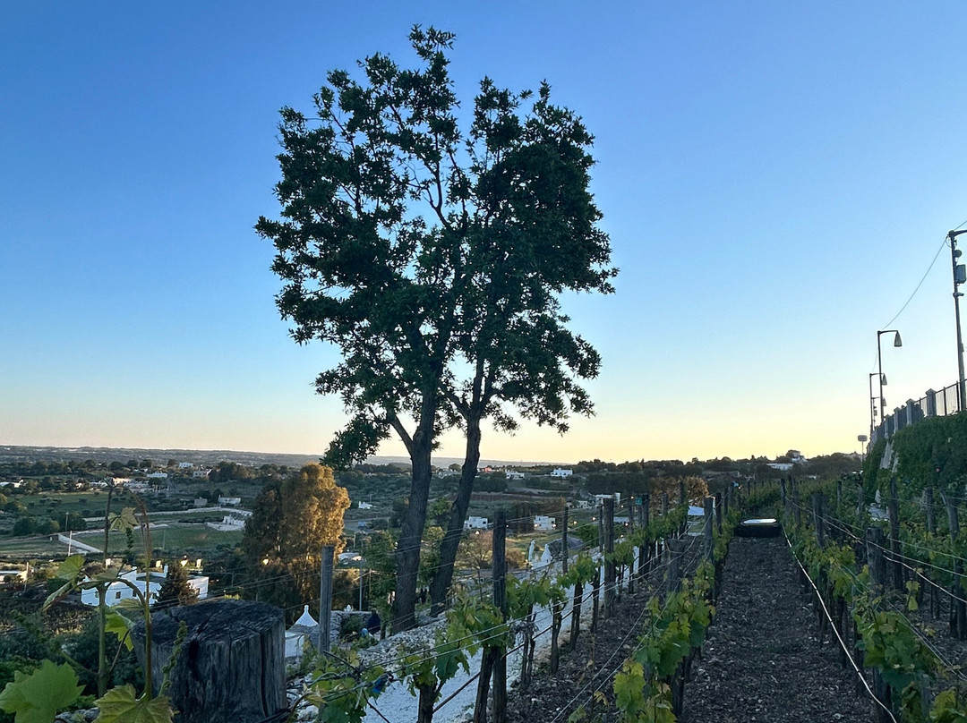 Azienda Agricola Bufano-洛科罗通多必去景点