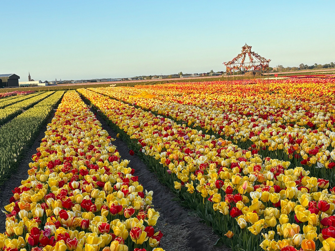 Tulip Experience Amsterdam-诺德韦克豪特必去景点