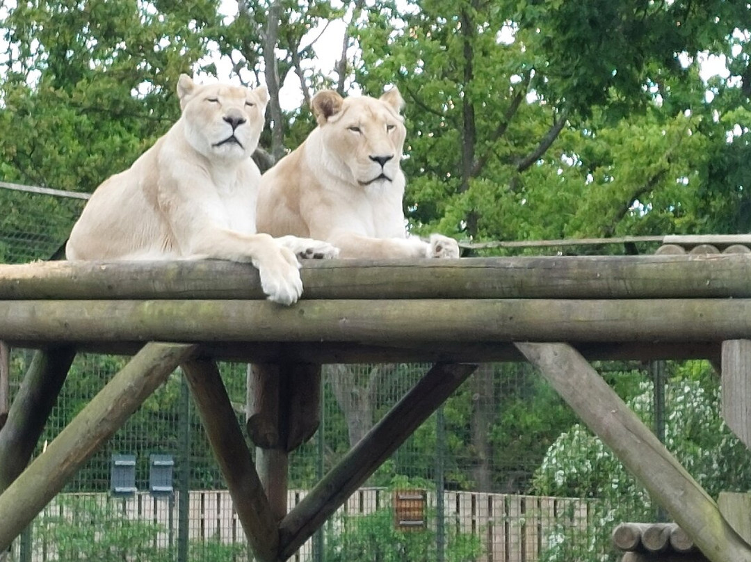 The Big Cat Sanctuary-Smarden必去景点