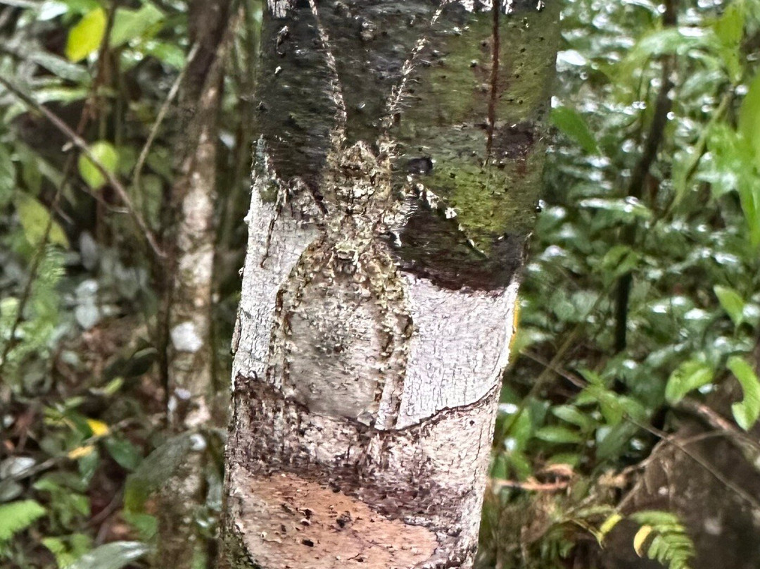 Daintree Rainforest Cooper Creek Wilderness-Cape Tribulation必去景点