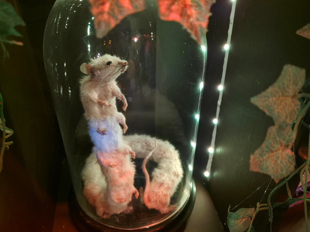 The Museum Of Curiosities-诺丁汉必去景点