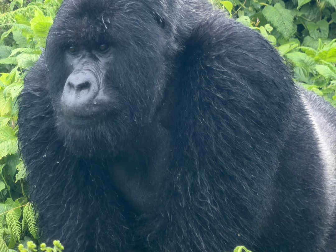 Volcanoes National Park Rwanda-Musanze District必去景点