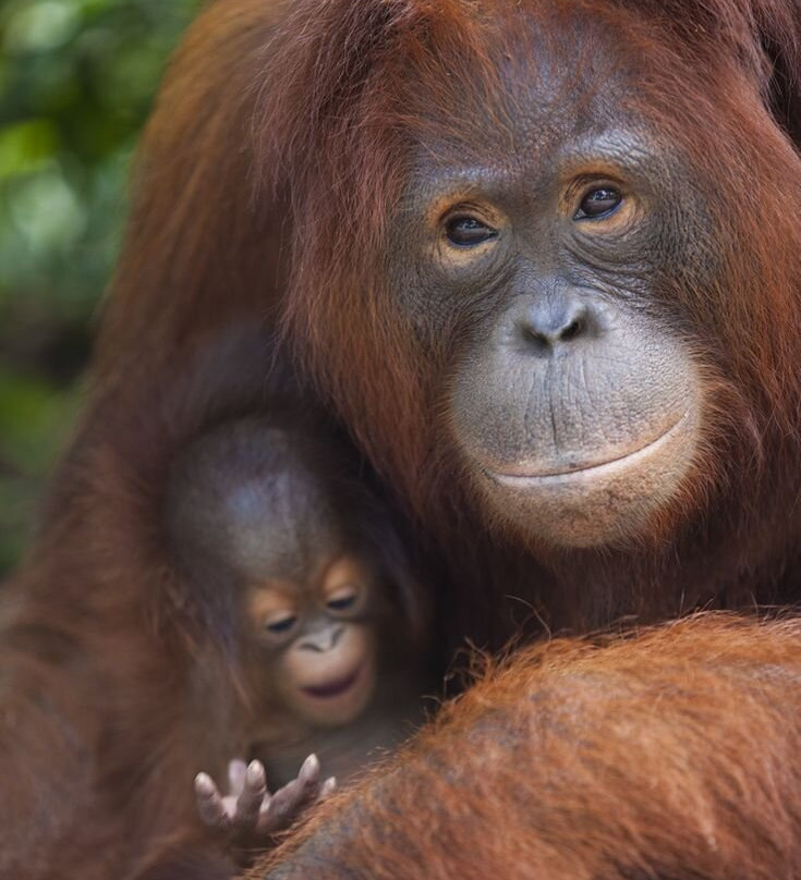 Sumatra Orangutan Tours-武吉拉旺必去景点