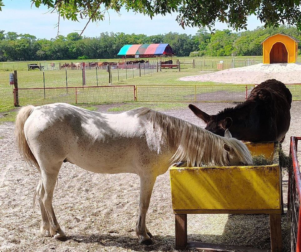 Green Meadows Petting Farm-基西米必去景点