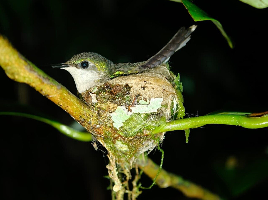 Manzanillo Night Jungle-Manzanillo必去景点