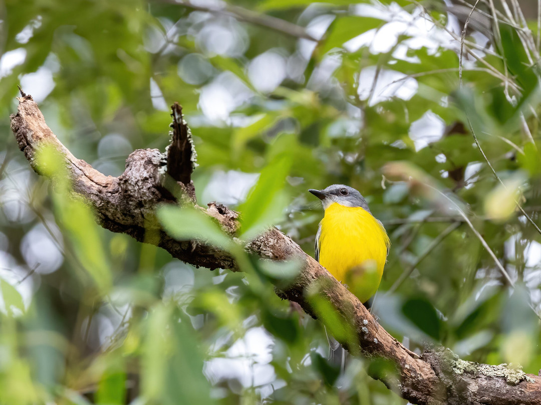 Birdwatching Tropical Australia-Mossman必去景点