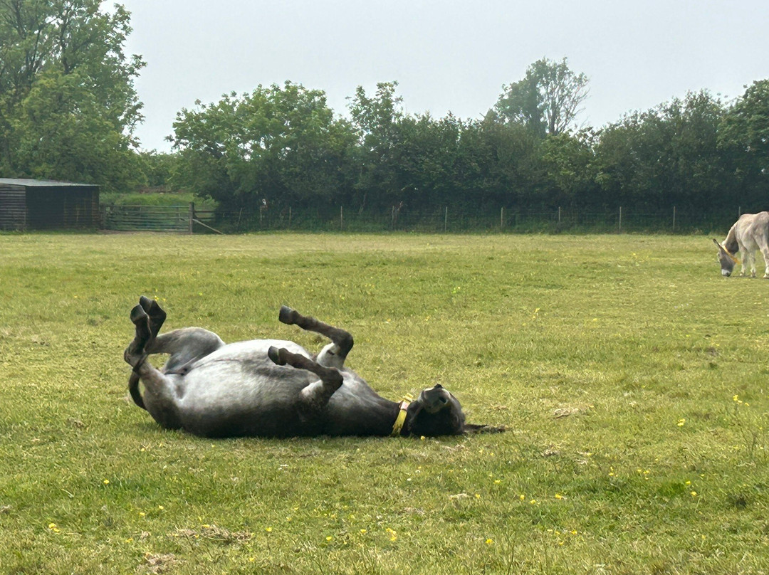The Donkey Sanctuary-西德茅斯必去景点