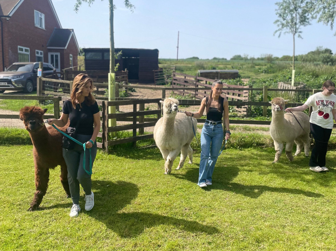 Blackwater Alpacas & Pygmy Goats-布伦特里必去景点
