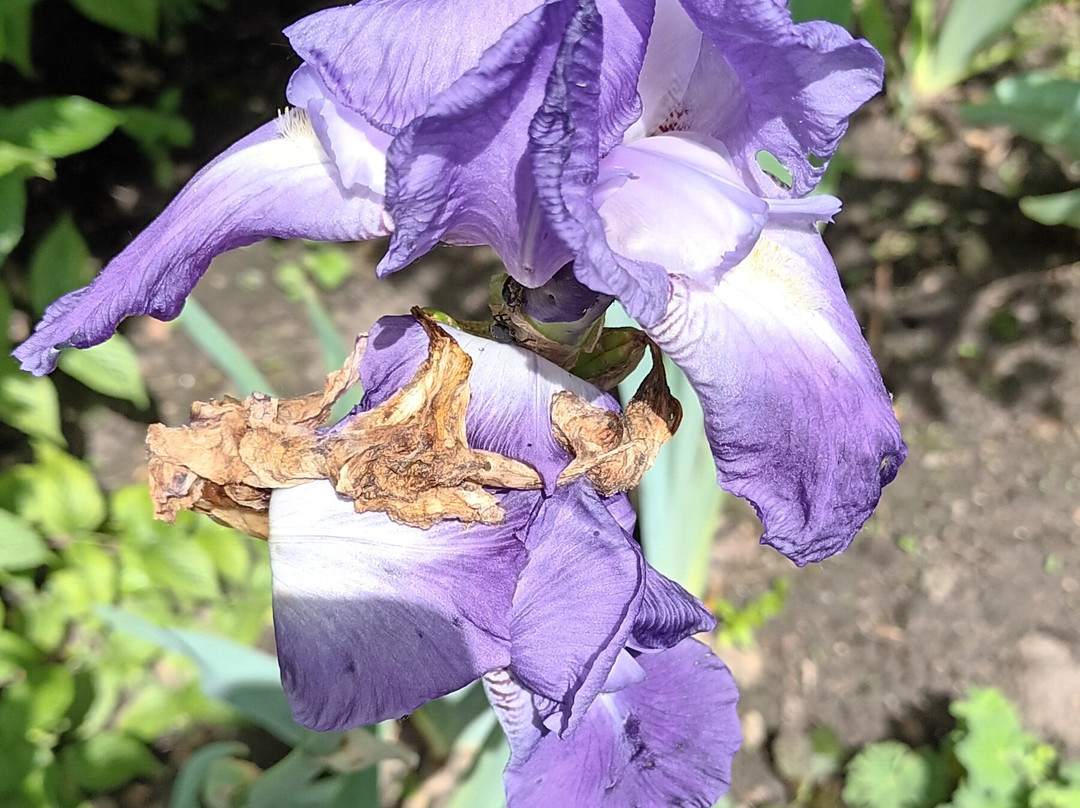 Botanical Garden Arboretum Oudenbosch-Oudenbosch必去景点