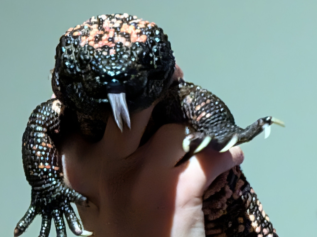 Clyde Peeling's Reptiland-Allenwood必去景点