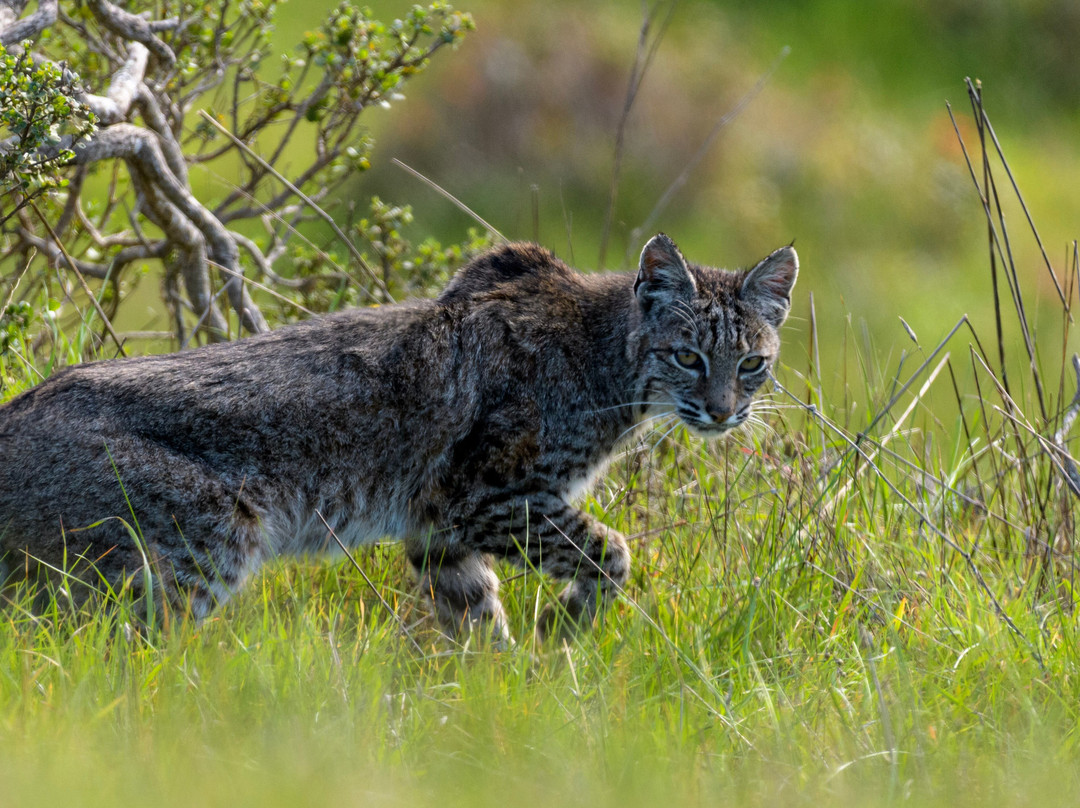 Point Reyes Safaris-Point Reyes Station必去景点