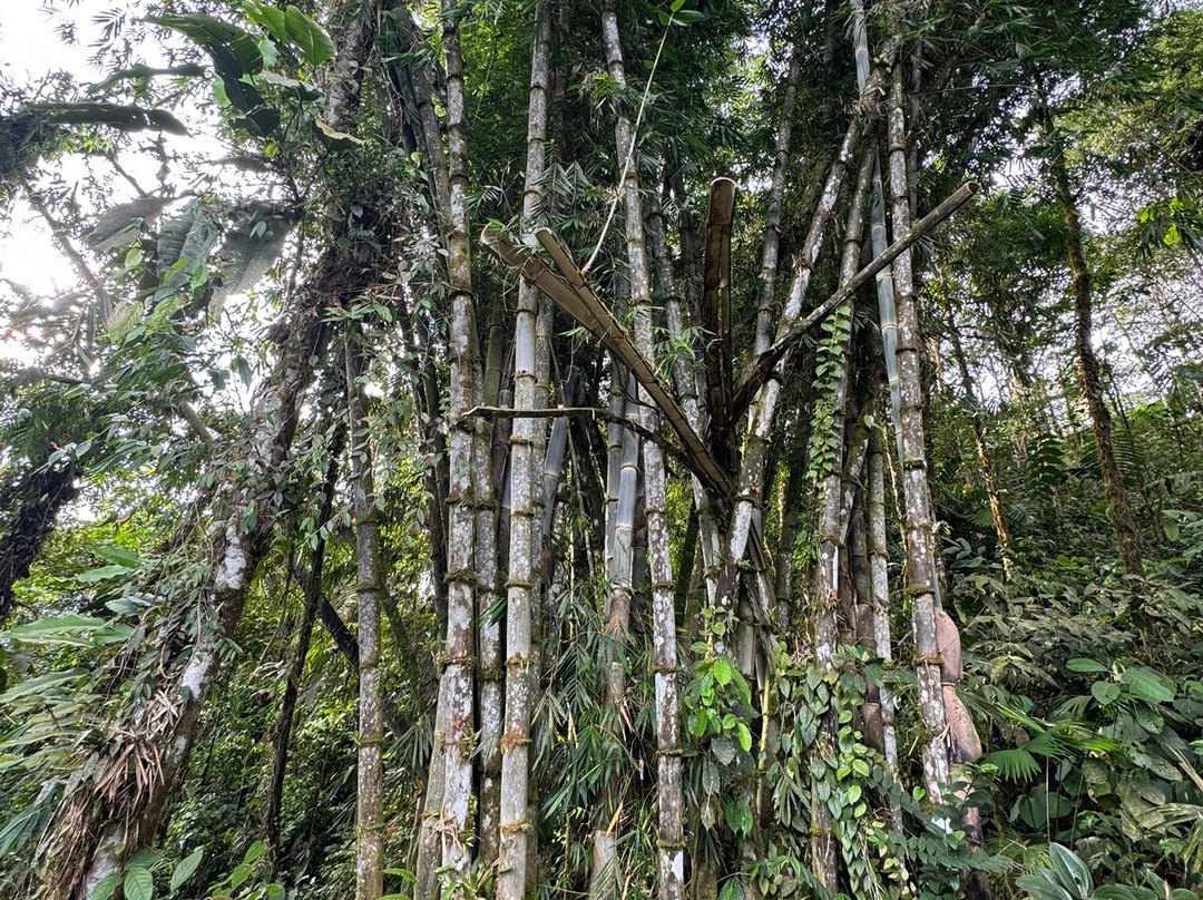 玛萨皮山林小屋主图