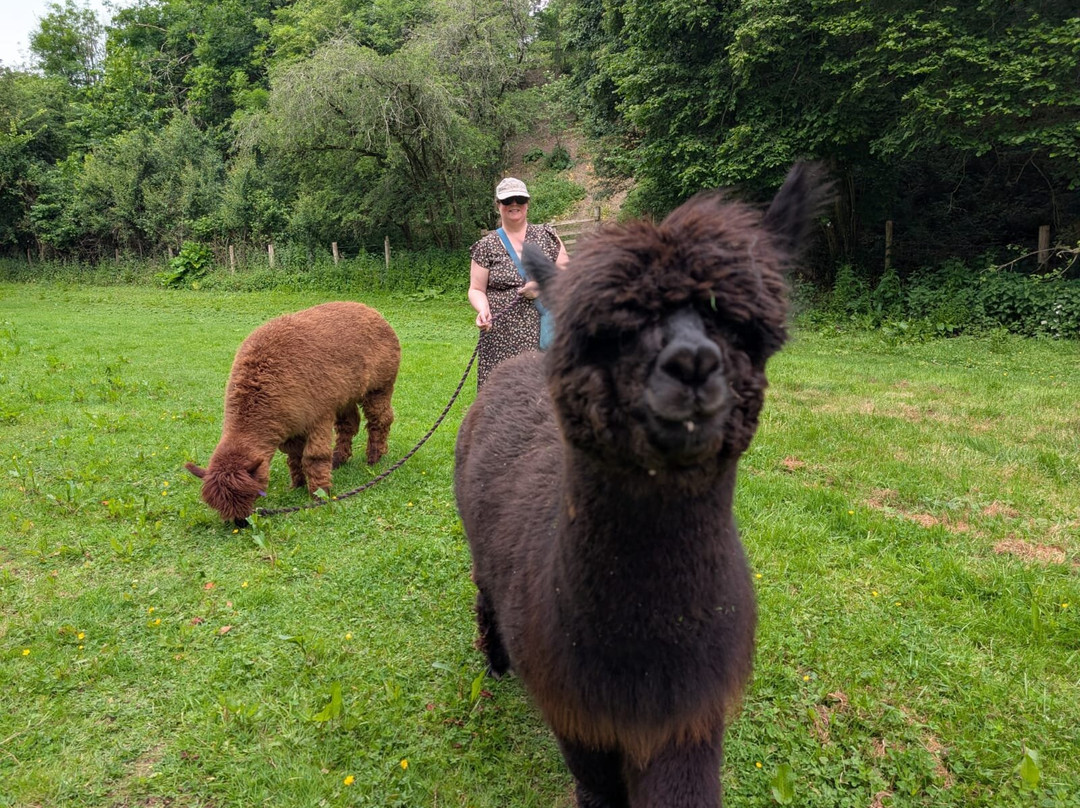 Bell Farm Alpacas-Pensford必去景点