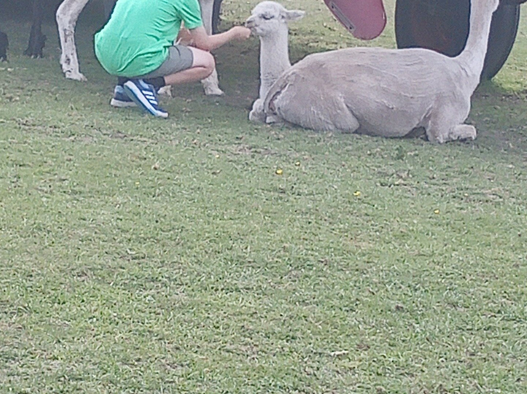 Stantons Farm - Petting Farm-Black Notley必去景点