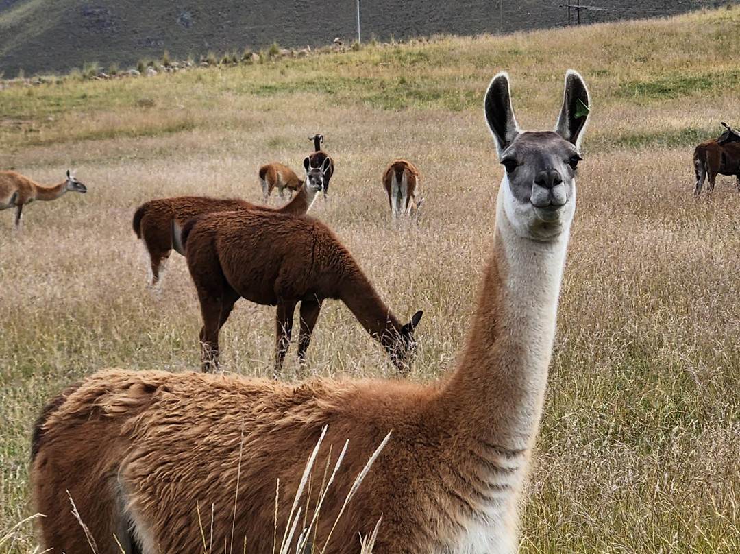 Amaranta Travel Peru-Yanque必去景点