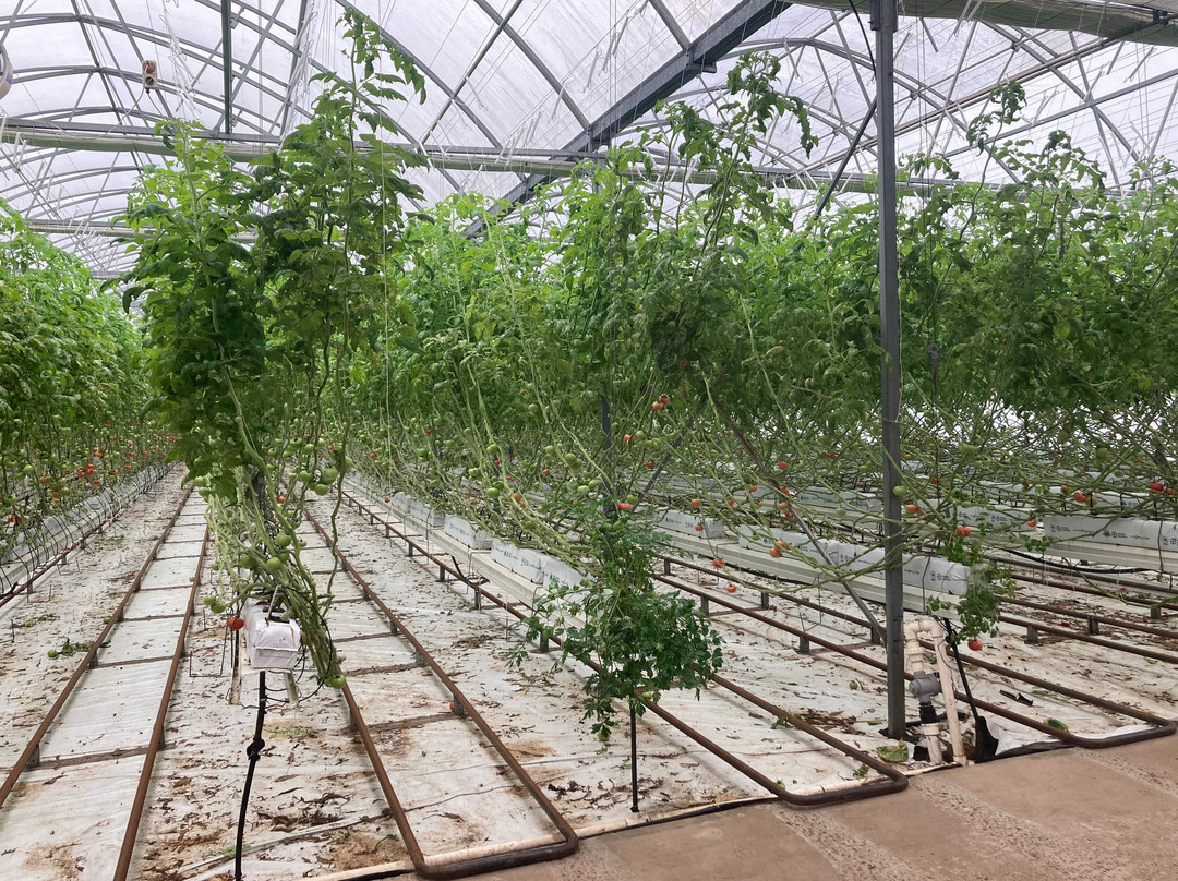 Ricardoes Tomatoes and U-Pick Strawberry Farm-麦克夸利港必去景点