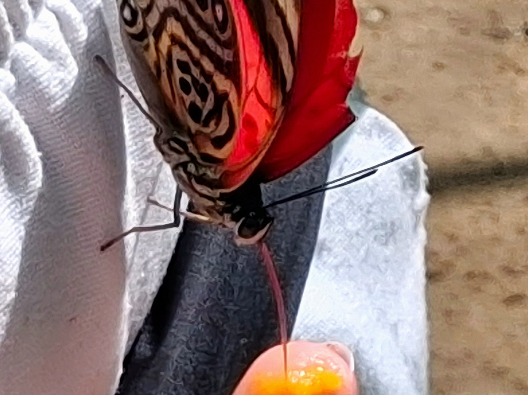 Mariposario De Machupicchu-温泉镇必去景点