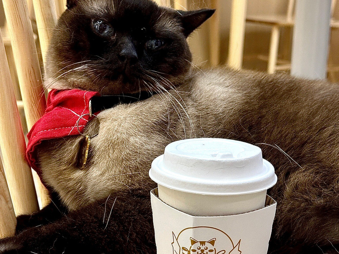 猫之茶房-香港必去景点