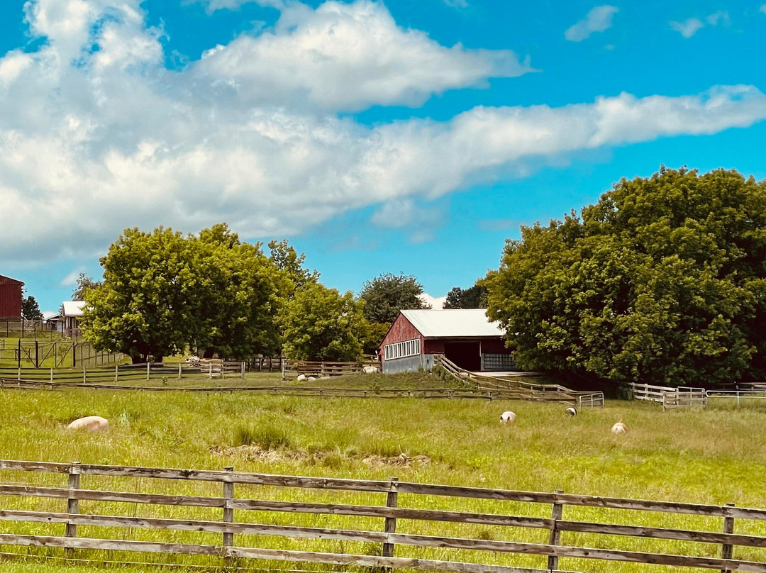 Farm Sanctuary主图