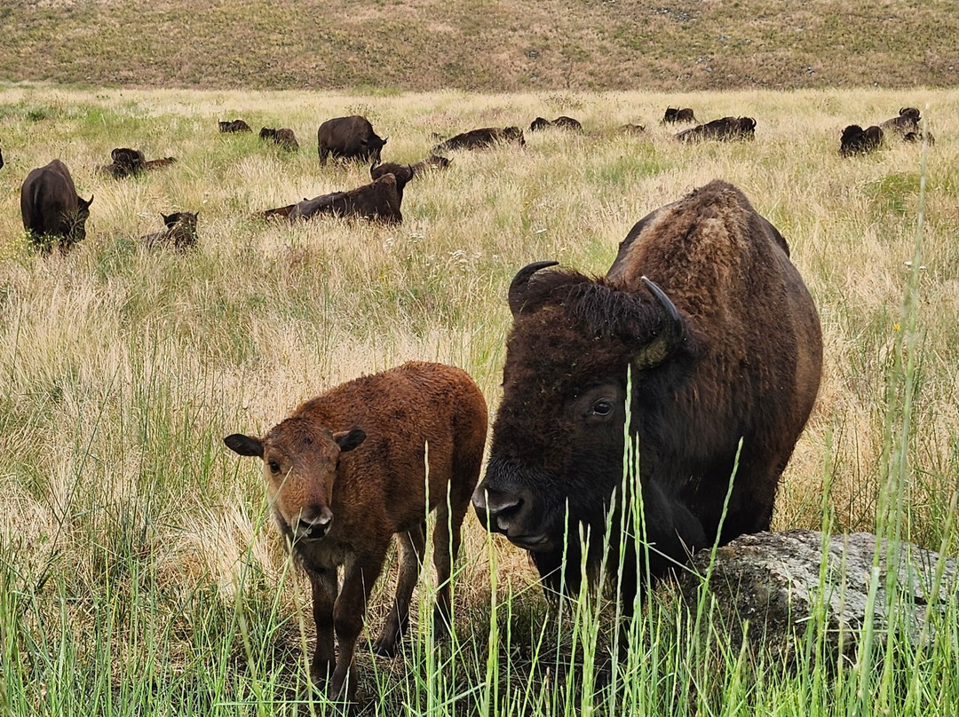 Bison Range-Moiese必去景点