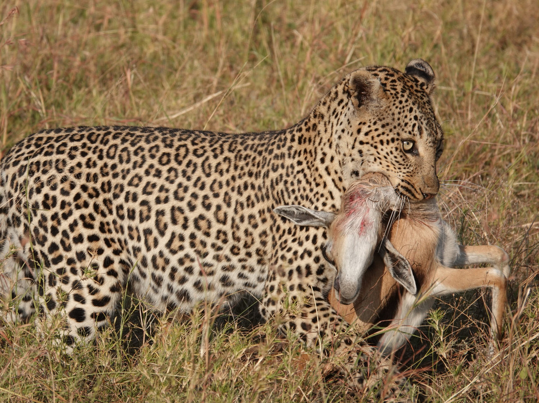 Unlimited Expeditions - The Soul Of Tanzania-阿鲁沙必去景点