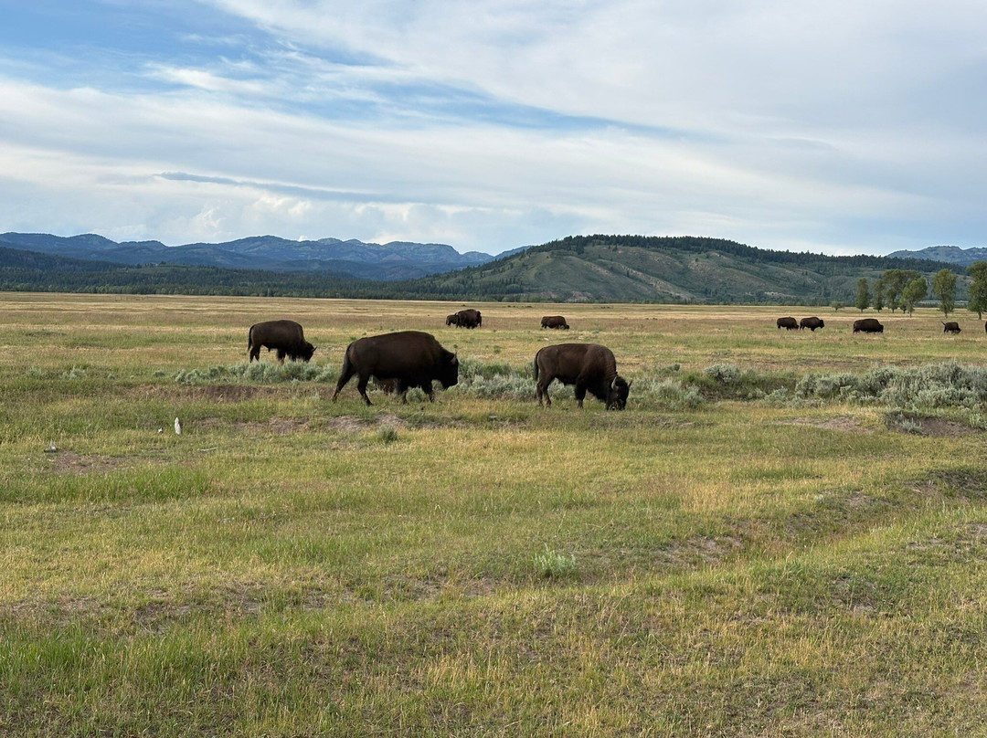 Jackson Hole Eco Tour Adventures-杰克逊必去景点