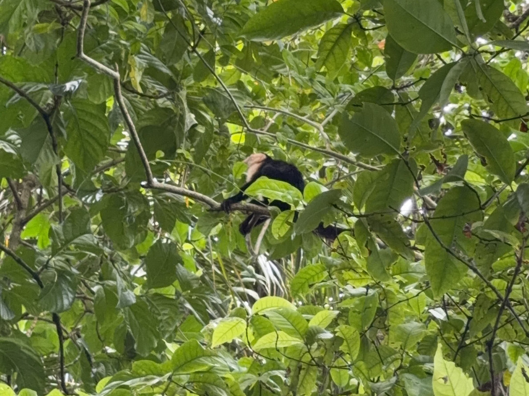 Cahuita National Park-卡维塔必去景点