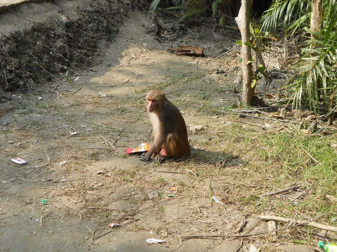 The Sundarbans-库尔纳县必去景点