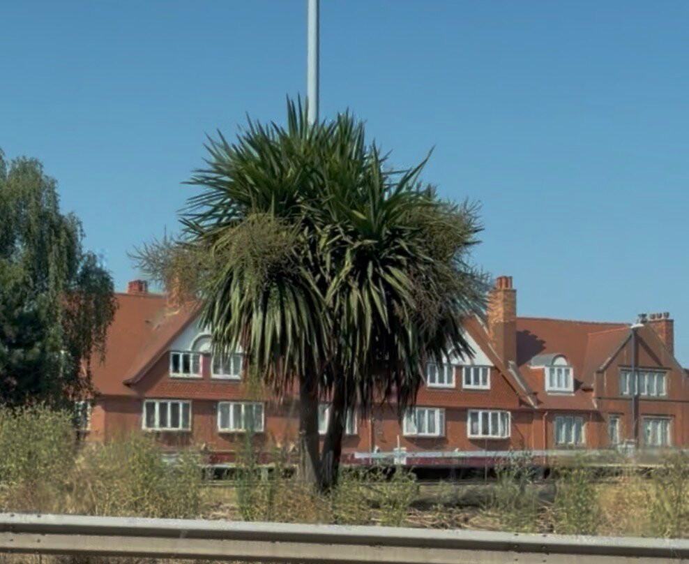 Derbados Palm Tree-德比必去景点