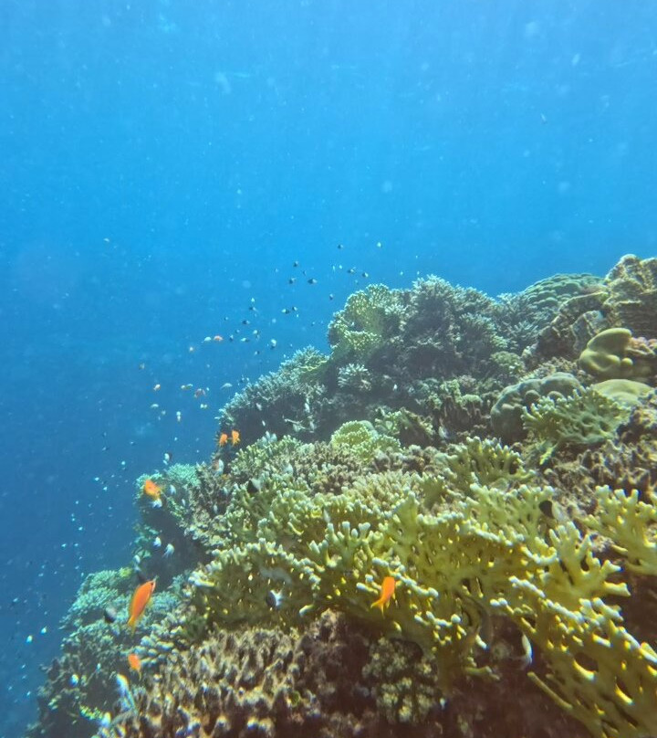 Deep Ocean Blue Diving Center-艾尔可西利亚必去景点