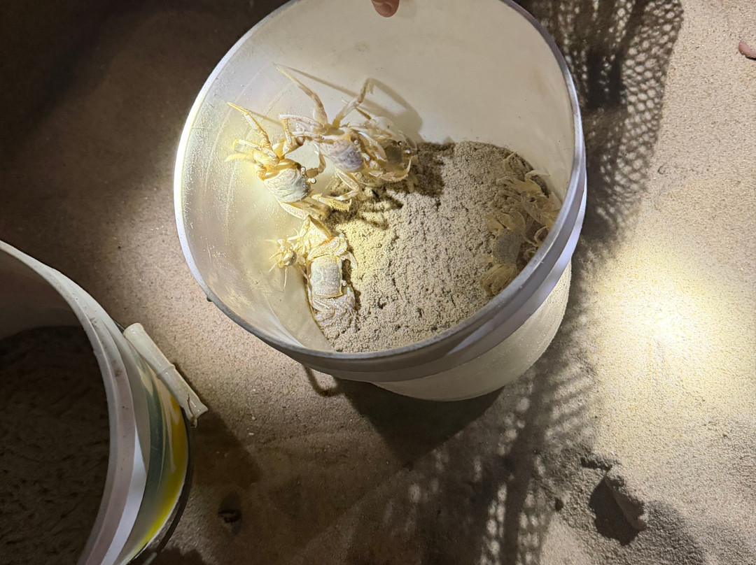 Ghost Crab Quest-Kitty Hawk必去景点
