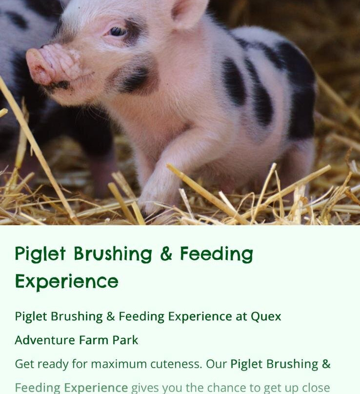 Quex Adventure Farm Park-Birchington必去景点