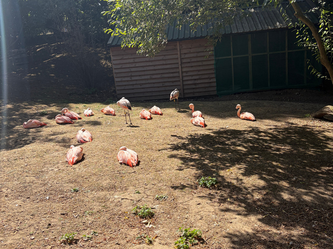 Amazona Zoo-克罗默必去景点