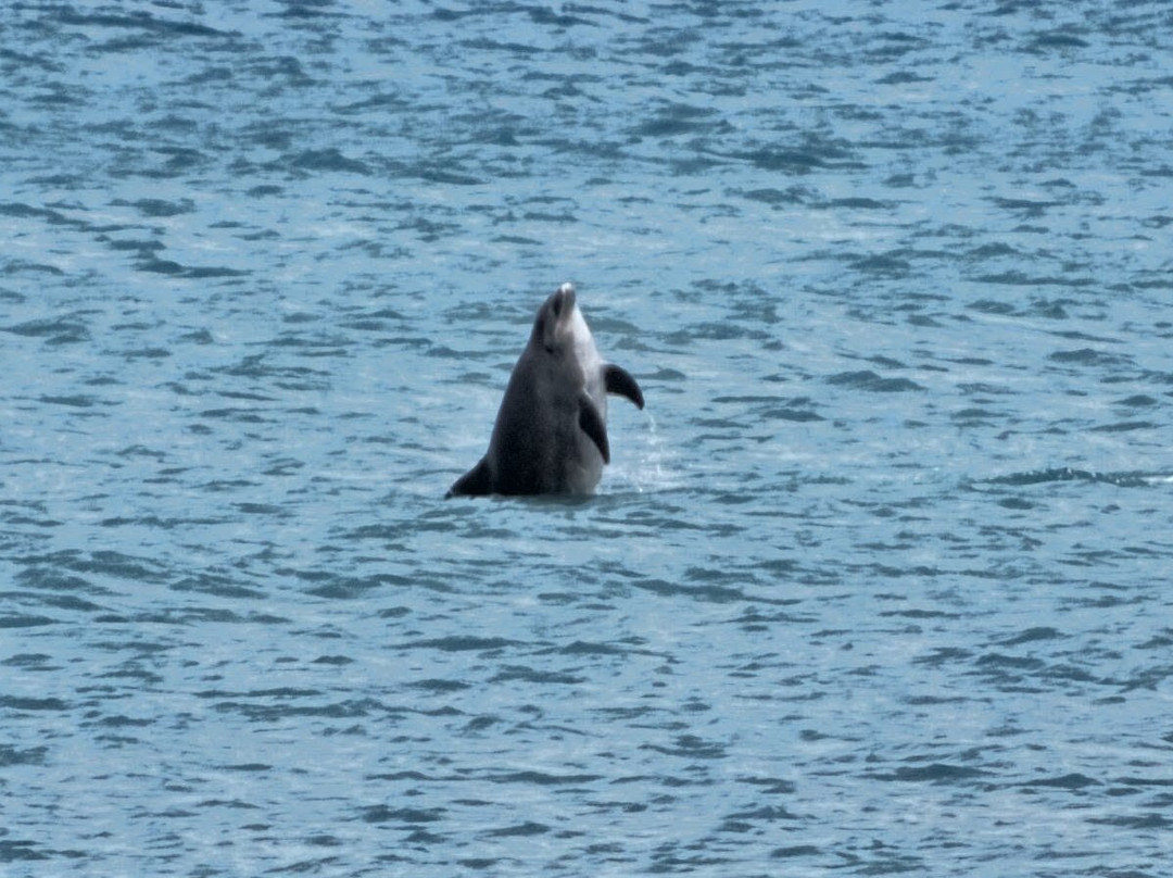 Dolphin Spotting Boat Trips (by New Quay Boat Trips)-纽基必去景点
