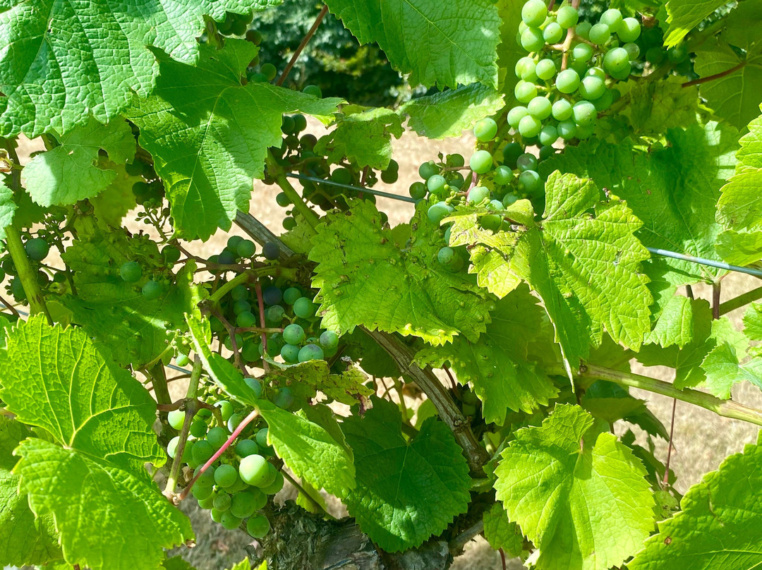 Setley Ridge Vineyard-Brockenhurst必去景点
