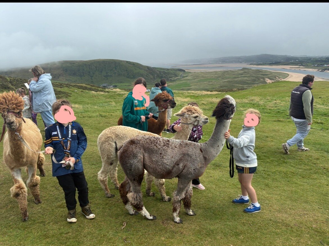 Wild Alpaca Way