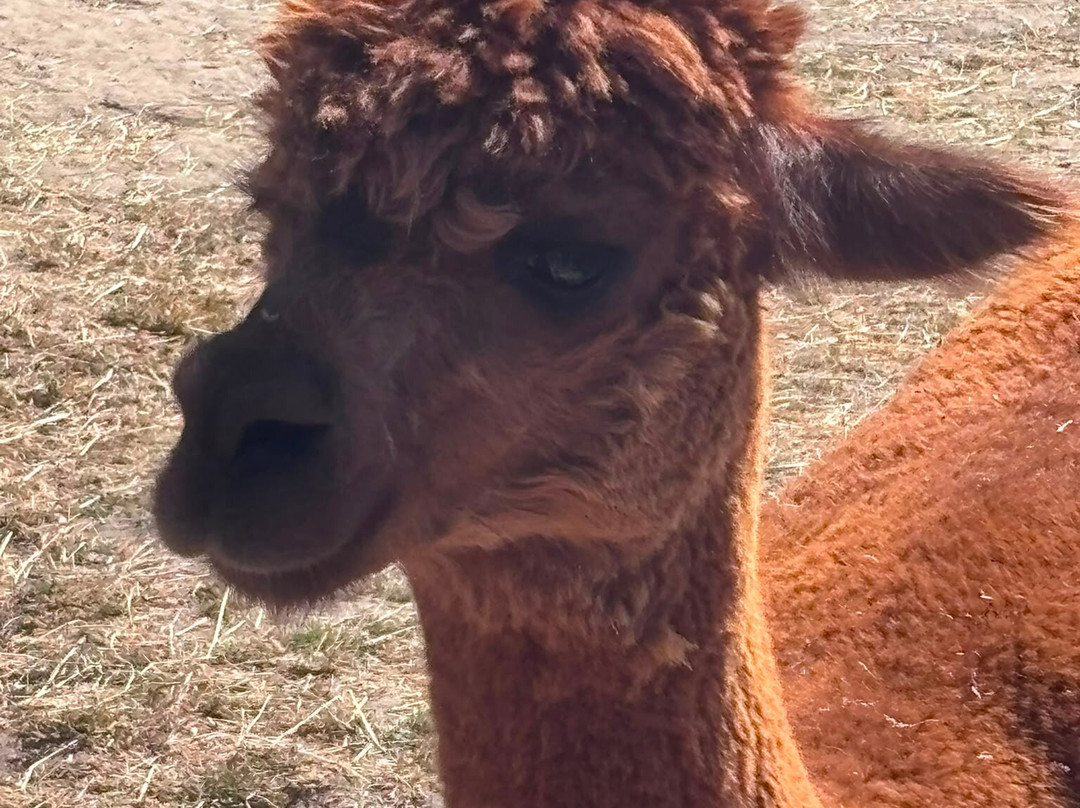 Reservoir Alpacas-Chard必去景点