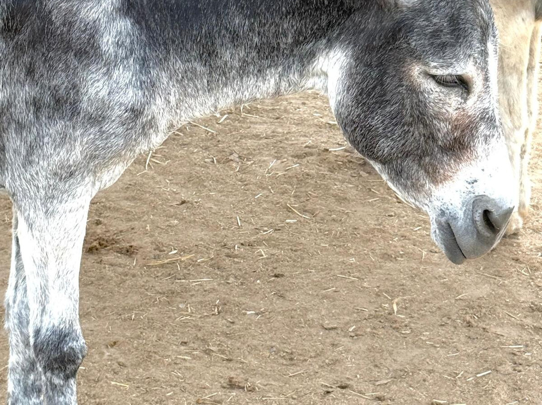 Easy Horse Care Rescue Centre-罗哈莱斯必去景点