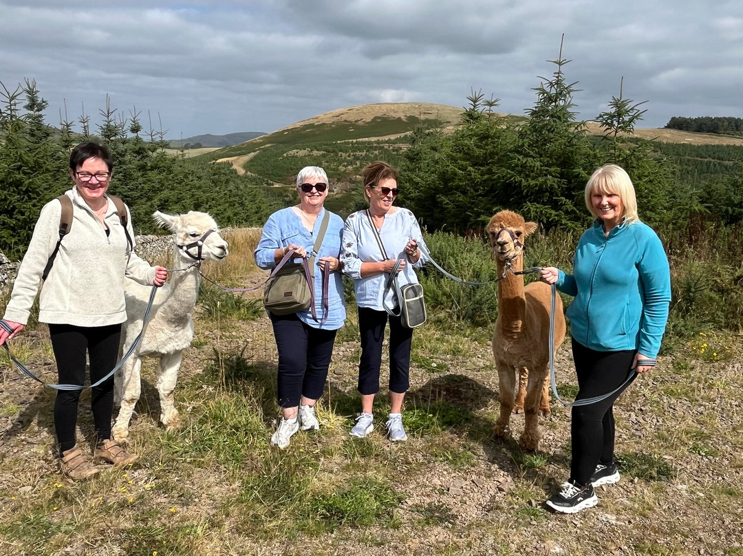 Beirhope Alpacas-Hownam必去景点
